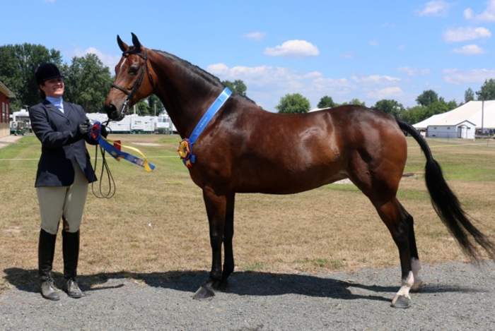 Katelyn Jenkins and Shelly at New England Morgan  Regional Morgan Horse Show